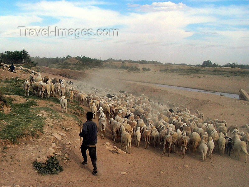 algeria117: Algeria / Algerie - Tolga: sheep herd and shepherd - photo by J.Kaman - troupeau de moutons et berger - (c) Travel-Images.com - Stock Photography agency - Image Bank