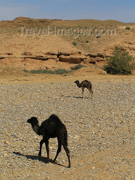 algeria120: Algérie / Algerie - Sahara: camels in the desert - photo by J.Kaman - 2 chameaux dans le désert - (c) Travel-Images.com - Stock Photography agency - Image Bank
