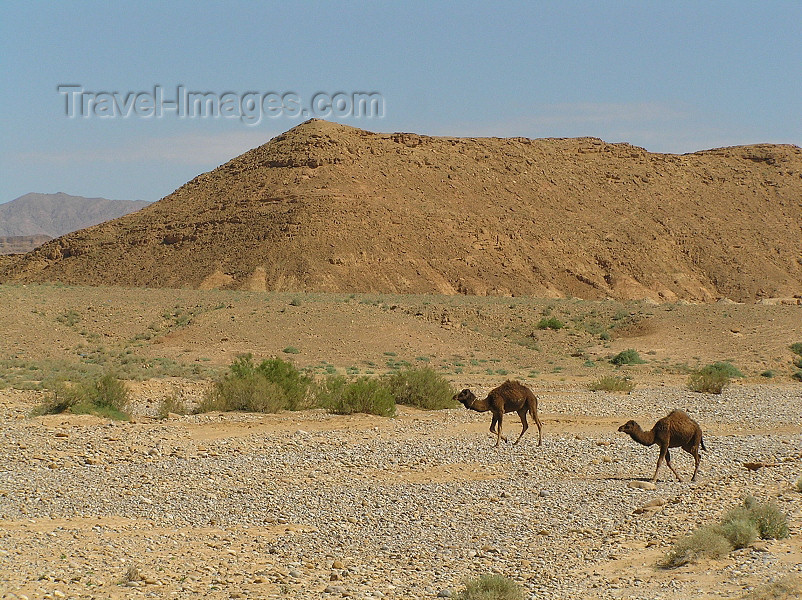 algeria121: Algérie / Algerie - Sahara: camels in the desert - photo by J.Kaman - chameaux dans le désert - (c) Travel-Images.com - Stock Photography agency - Image Bank