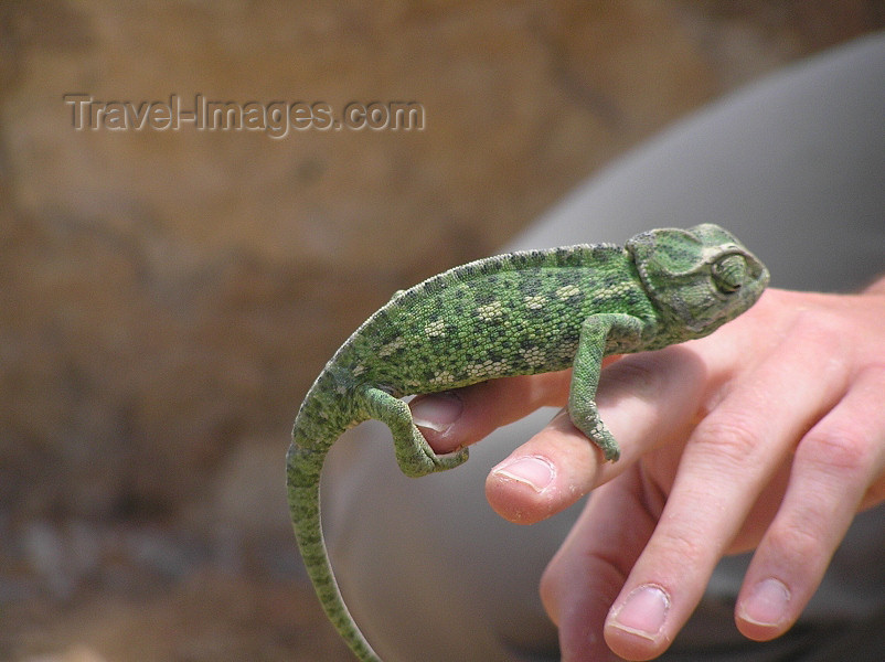 algeria140: Algeria / Algerie - El Abiod - Batna wilaya: Chameleon - photo by J.Kaman - Caméléon - (c) Travel-Images.com - Stock Photography agency - Image Bank