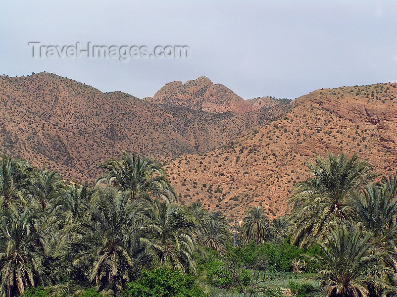 algeria141: Algeria / Algerie - Massif des Aurès - Batna wilaya: palmtrees - photo by J.Kaman - montagnes des Aurès: palmiers - (c) Travel-Images.com - Stock Photography agency - Image Bank