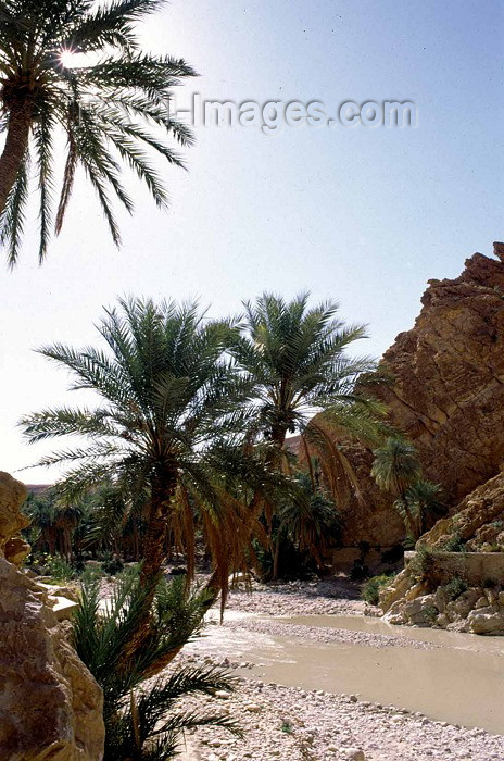 algeria15: Algeria / Algérie - M'Chounech - wilaya de Biskra: palms - photo by C.Boutabba - palmiers - (c) Travel-Images.com - Stock Photography agency - Image Bank