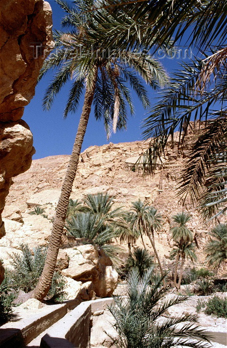 algeria17: Algeria / Algérie - M'Chounech - wilaya de Biskra: palms and dry water canal - photo by C.Boutabba - palmiers et canal d'eau sec - (c) Travel-Images.com - Stock Photography agency - Image Bank