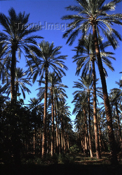 algeria2: Algeria / Algérie - Biskra: in the palm groves, where the Deglet Nur date is produced - photo by C.Boutabba - dans les plantations de palmiers où la date Deglet Nour est obtenue - (c) Travel-Images.com - Stock Photography agency - Image Bank