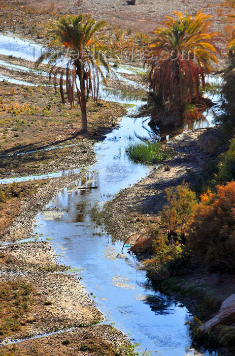 algeria265: Biskra, Algeria / Algérie: Oued El Abiod - stream and palm trees - photo by M.Torres | Oued El Abiod - chenal superficiel et palmiers - (c) Travel-Images.com - Stock Photography agency - Image Bank