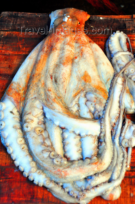 algeria270: Algeria / Algérie - Béjaïa / Bougie / Bgayet - Kabylie: Mediterranean octopus at the fish market | poulpe à la criée - photo by M.Torres - (c) Travel-Images.com - Stock Photography agency - Image Bank