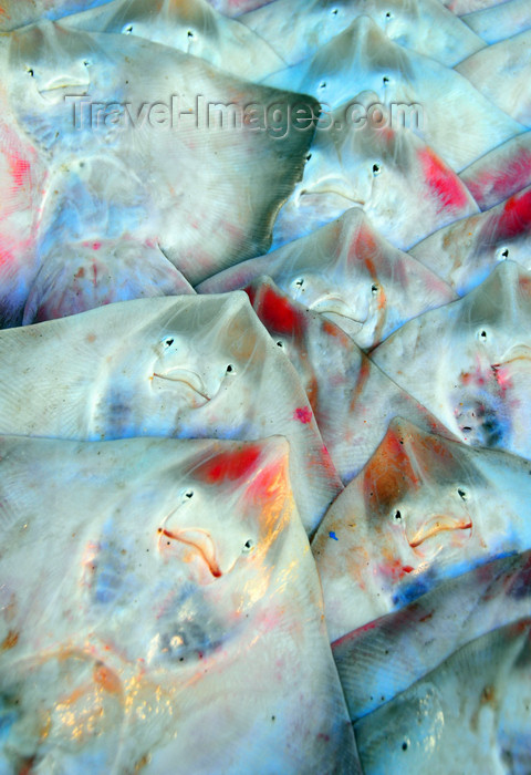 algeria271: Algeria / Algérie - Béjaïa / Bougie / Bgayet - Kabylie: rays at the fish market | raies à la criée - photo by M.Torres - (c) Travel-Images.com - Stock Photography agency - Image Bank