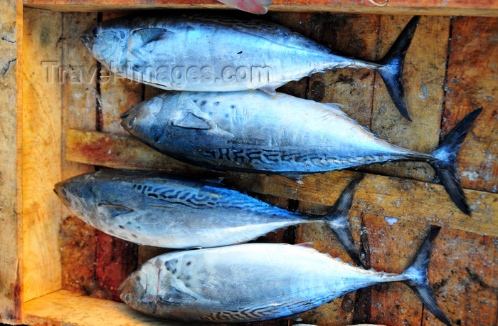 algeria272: Algeria / Algérie - Béjaïa / Bougie / Bgayet - Kabylie: bonitos at the fish market | bonites à la criée - photo by M.Torres - (c) Travel-Images.com - Stock Photography agency - Image Bank