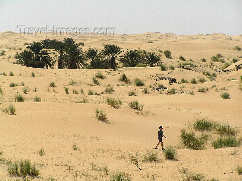 algeria33: Algeria / Algerie - Sahara desert: small oasis - photo by J.Kaman - petite oasis - (c) Travel-Images.com - Stock Photography agency - Image Bank