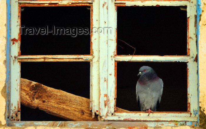 algeria346: Algeria / Algérie - Béjaïa / Bougie / Bgayet - Kabylie: pigeon on a window - kasbah | pigeon sur une fenêtre - casbah - photo by M.Torres - (c) Travel-Images.com - Stock Photography agency - Image Bank