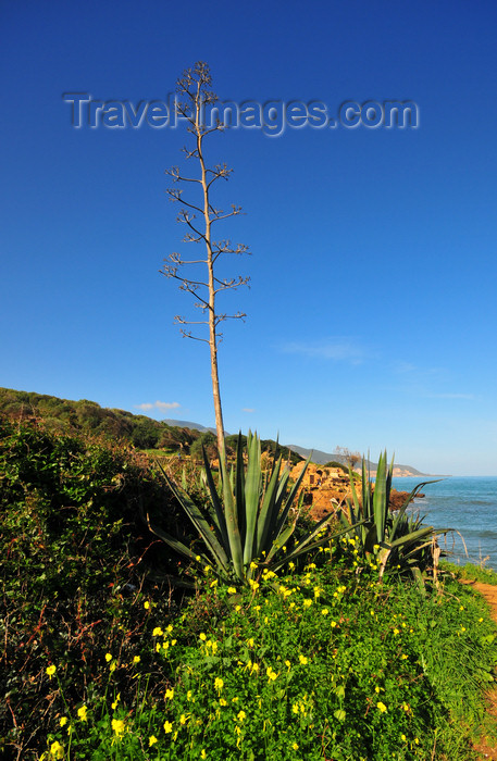 algeria390: Tipasa, Algeria / Algérie: spike of flowering Century Plant (Maguey, Agave americana) | agave américain - tige florale - photo by M.Torres - (c) Travel-Images.com - Stock Photography agency - Image Bank