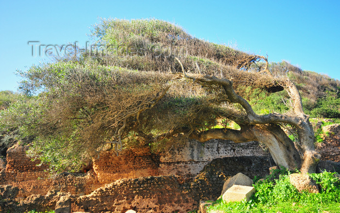 algeria391: Tipasa, Algeria / Algérie: olive tree shaped by the Mediterranean wind | olivier façonné par le vent marin - photo by M.Torres - (c) Travel-Images.com - Stock Photography agency - Image Bank