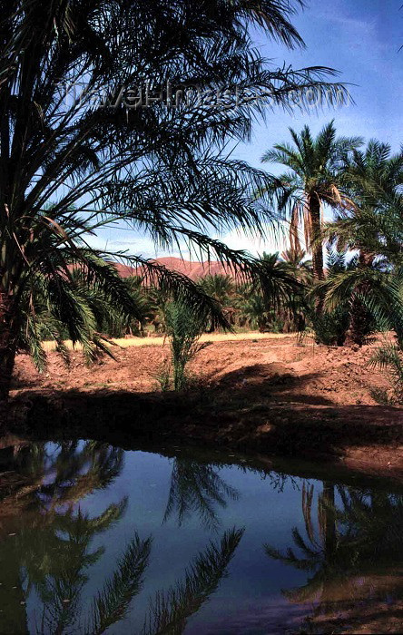 algeria4: Algeria / Algérie - Droh - wilaya de Biskra: small pond in the oasis - photo by C.Boutabba - petit lac dans l'oasis - (c) Travel-Images.com - Stock Photography agency - Image Bank