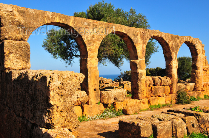 algeria400: Tipaza, Algeria / Algérie: arches and olive tree - Great Christian Basilica - Tipasa Roman ruins, Unesco World Heritage site | arcade et olivier - Grande Basilique Chrétienne - ruines romaines de Tipasa, Patrimoine mondial de l'UNESCO - photo by M.Torres - (c) Travel-Images.com - Stock Photography agency - Image Bank