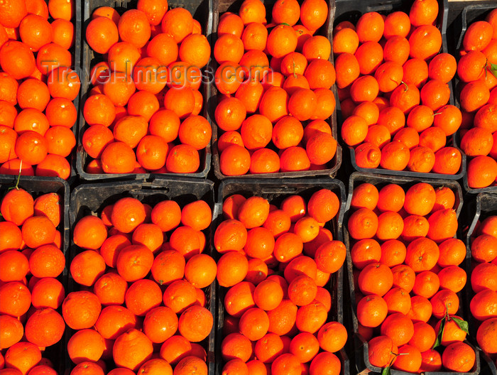 algeria416: Tipasa, Algeria / Algérie: Clementines – developed in Misserghin, Algeria by Father Clément Rodier | clémentines - agrume Créé en Algérie par le Père Clément Rodier, hybride entre le mandarinier et l'orange douce - photo by M.Torres - (c) Travel-Images.com - Stock Photography agency - Image Bank