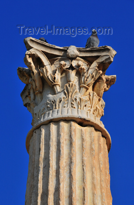 algeria436: Cherchell - Tipasa wilaya, Algeria / Algérie: Roman Square - Roman column - Corinthian order | Place Romaine - colonne romaine - ordre corinthien - photo by M.Torres - (c) Travel-Images.com - Stock Photography agency - Image Bank