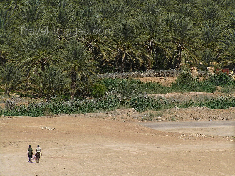 algeria44: Algérie / Algerie - Temassine / Temacine - Wilaya de Ouargla: palms - photo by J.Kaman - palmiers - (c) Travel-Images.com - Stock Photography agency - Image Bank