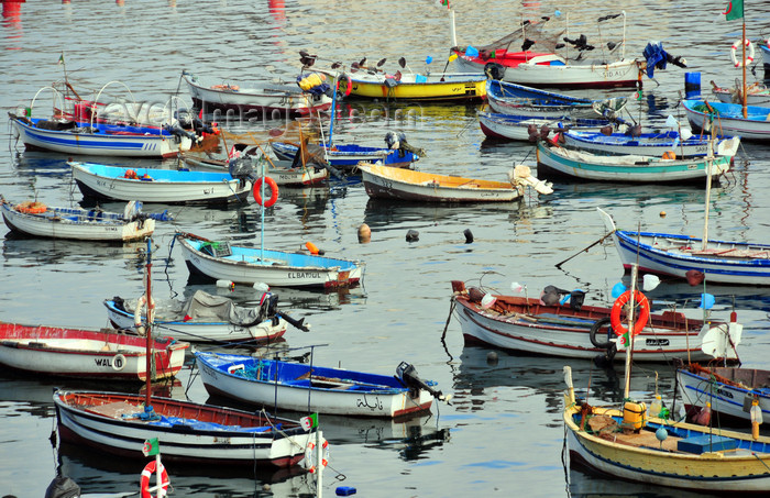 algeria505: Algiers / Alger - Algeria / Algérie: small boats - fishing harbour| petits bateaux - Port de Pêche - photo by M.Torres - (c) Travel-Images.com - Stock Photography agency - Image Bank