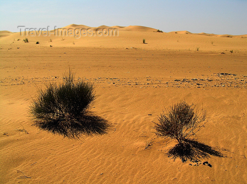 algeria52: Algeria / Algerie - Sahara desert: shrubs and sand dunes - photo by J.Kaman - arbustes et dunes de sable - (c) Travel-Images.com - Stock Photography agency - Image Bank