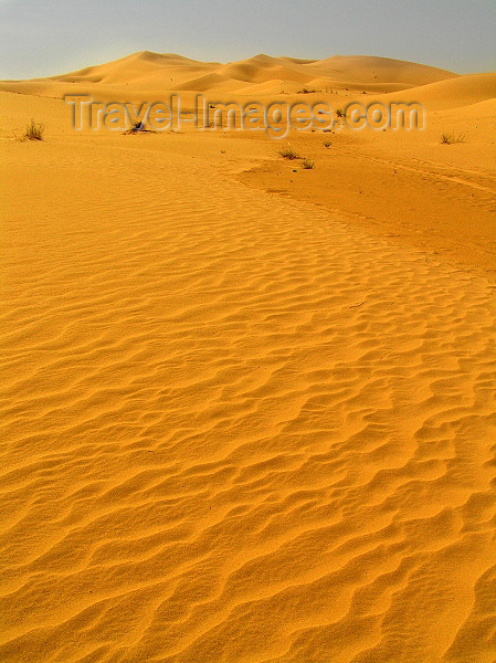 algeria53: Algeria / Algerie - Sahara desert: sand dunes - photo by J.Kaman - dunes de sable - (c) Travel-Images.com - Stock Photography agency - Image Bank