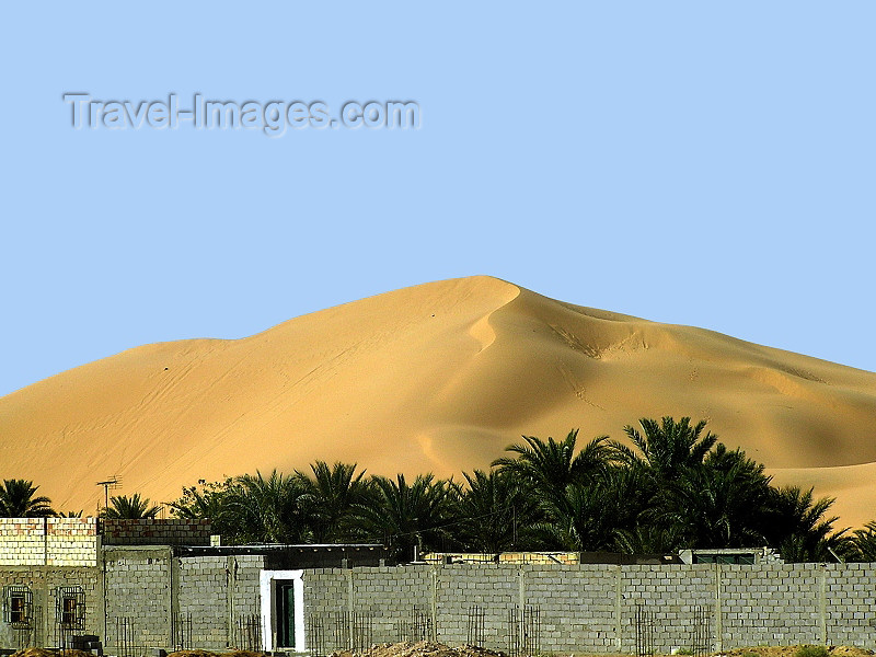 algeria56: Algeria / Algerie - Sahara desert: sand dune and palms - photo by J.Kaman - dune et palmiers - (c) Travel-Images.com - Stock Photography agency - Image Bank