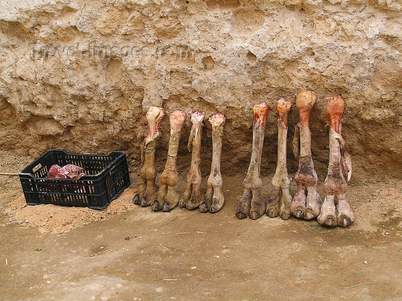 algeria63: Algeria / Algerie - Ouargla / Wargla: camel legs for sale - photo by J.Kaman - jambes de chameau - (c) Travel-Images.com - Stock Photography agency - Image Bank