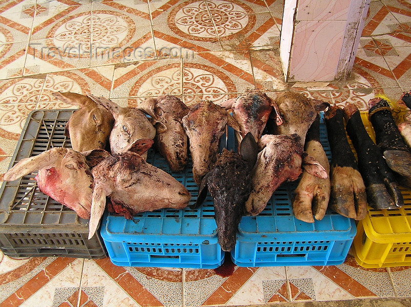algeria65: Algeria / Algerie - Ouargla / Wargla: goats heads for sale in the market - photo by J.Kaman - têtes de chèvres à vendre sur le marché - (c) Travel-Images.com - Stock Photography agency - Image Bank