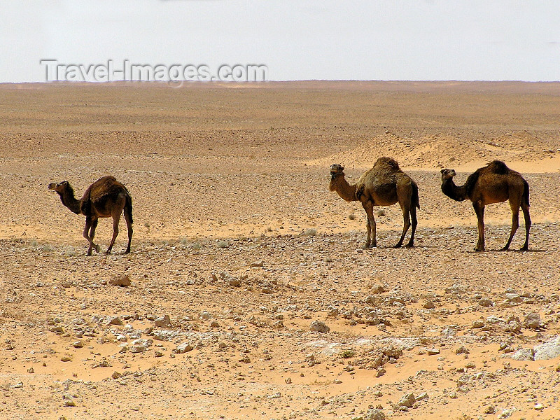 algeria68: Algérie / Algerie - Sahara: three camels in the desert - photo by J.Kaman - 3 chameaux dans le désert - (c) Travel-Images.com - Stock Photography agency - Image Bank