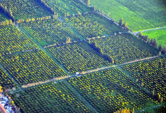 algeria704: Algiers / Alger - Algeria / Algérie: orange orchards - from the air - fruit production in the Mitija plain | orangers - vu du ciel - agrumes - production de fruits - plaine de la Mitidja - photo by M.Torres - (c) Travel-Images.com - Stock Photography agency - Image Bank
