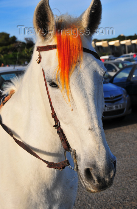 algeria722: Sidi Fredj  / Sidi-Ferruch - Alger wilaya - Algeria / Algérie: a white horse in the car park, waiting for the children | un cheval au parking, attendant les enfants- photo by M.Torres - (c) Travel-Images.com - Stock Photography agency - Image Bank