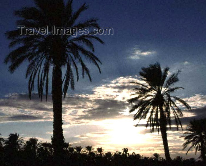 algeria9: Algeria / Algérie - Biskra: Sunset and palm trees - photo by C.Boutabba - Coucher du soleil et palmiers - (c) Travel-Images.com - Stock Photography agency - Image Bank