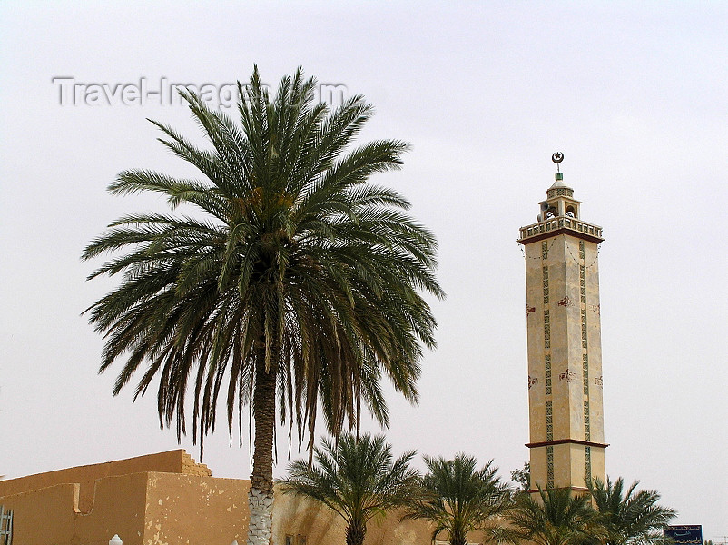algeria92: Algeria / Algerie - M'zab - Ghardaïa wilaya: minaret and palm tree - photo by J.Kaman - (c) Travel-Images.com - Stock Photography agency - Image Bank