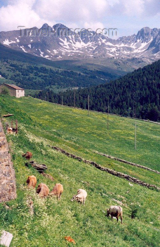 andorra30: Andorra - Soldeu: cows grazing - Pyrenees (photo by M.Torres) - (c) Travel-Images.com - Stock Photography agency - Image Bank