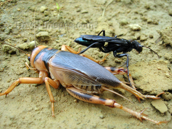 angola34: Angola: large cricket and wasp - fauna - insects - African wildlife / grilo e vespa - photo by A.Parissis - (c) Travel-Images.com - Stock Photography agency - Image Bank