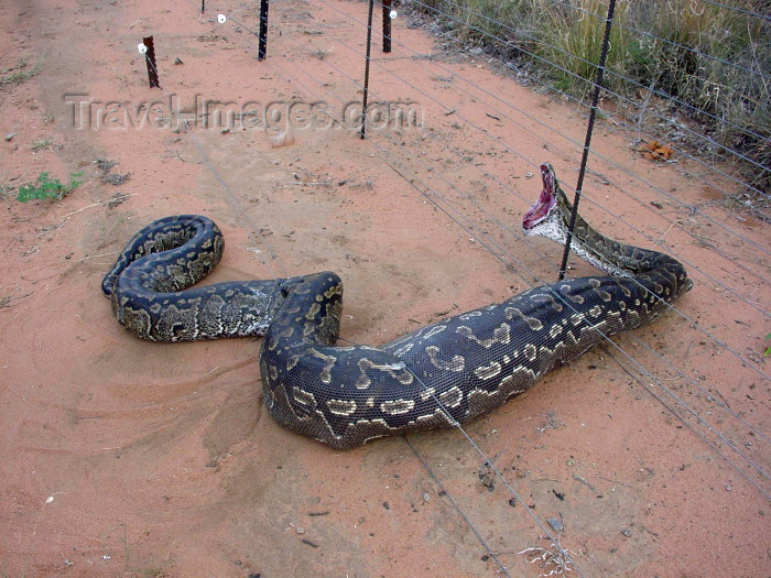 angola36: Angola: snake digesting a deer gets caught in an electrical fence - reptile - African wildlife / cobra a digerir um veado fica presa numa vedação eléctrica - fauna de África - photo by A.Parissis - (c) Travel-Images.com - Stock Photography agency - Image Bank