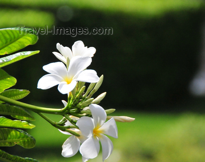 anguilla11: Barnes Bay, West End, Anguilla: plumeria - frangipani flowers at the Viceroy Anguilla resort - photo by M.Torres - (c) Travel-Images.com - Stock Photography agency - Image Bank