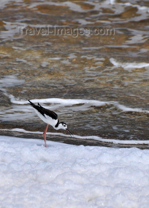 anguilla37: Cove Pond, West End Village, Anguilla: Black-necked Stilt - Himantopus mexicanus - shorebird - natural white foam - photo by M.Torres - (c) Travel-Images.com - Stock Photography agency - Image Bank