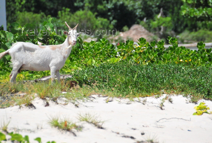 anguilla48: Blowing Point, Anguilla: white goat on the beach - photo by M.Torres - (c) Travel-Images.com - Stock Photography agency - Image Bank