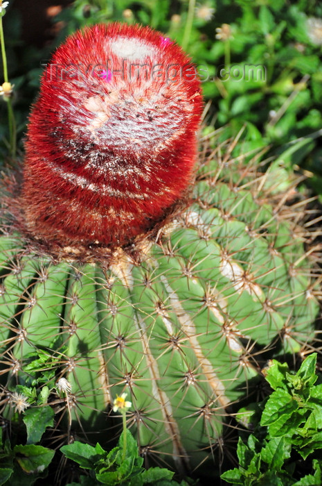 anguilla52: Blowing Point, Anguilla: cactus with red protuberance - photo by M.Torres - (c) Travel-Images.com - Stock Photography agency - Image Bank