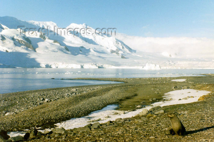 antarctica10: Trinity Island, Palmer Archipelago, Antarctica: Mikkelson harbor - beach and seal - photo by G.Frysinger - (c) Travel-Images.com - Stock Photography agency - Image Bank