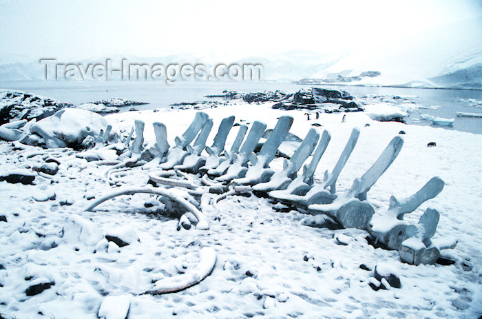 antarctica12: Port Lockroy, Wiencke Island, Antarctica: whale's skeleton - photo by R.Eime - (c) Travel-Images.com - Stock Photography agency - Image Bank