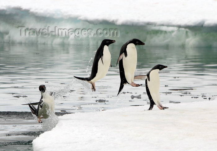 antarctica15: Commonwealth Bay, East Antarctica: Cape Denison - Adelie Penguins launch themselves out of the water after a fishing trip - photo by R.Eime - (c) Travel-Images.com - Stock Photography agency - Image Bank