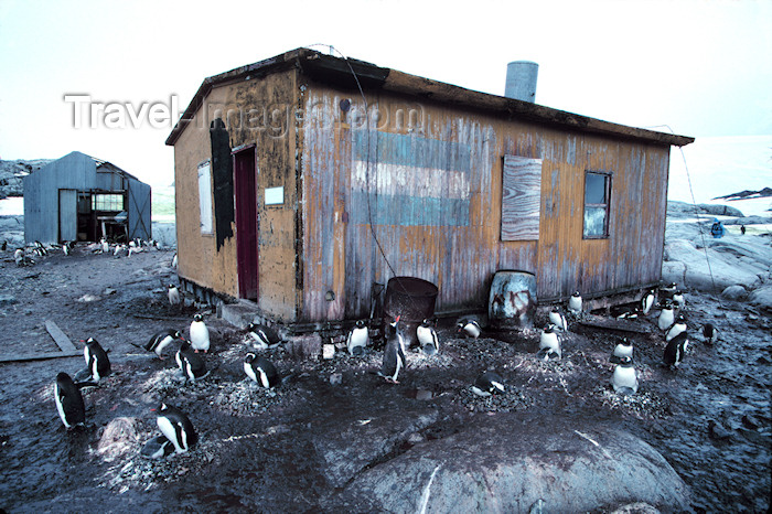 antarctica22: Petermann Island: Gentoo Penguins around a basic survival hut erected by the Argentines in 1950's, providing essential food and shelter for marooned explorers - photo by R.Eime - (c) Travel-Images.com - Stock Photography agency - Image Bank