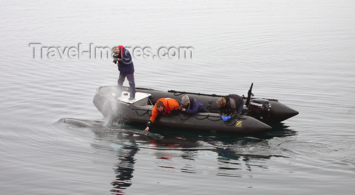 antarctica27: Commonwealth Bay, East Antarctica: a young fin whale comes close to investigate the Zodiacs - rigid inflatable boat - photo by R.Eime - (c) Travel-Images.com - Stock Photography agency - Image Bank