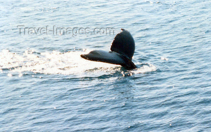 antarctica4: Petermann Island, Antarctica: tail of diving Minke whale - photo by G.Frysinger - (c) Travel-Images.com - Stock Photography agency - Image Bank