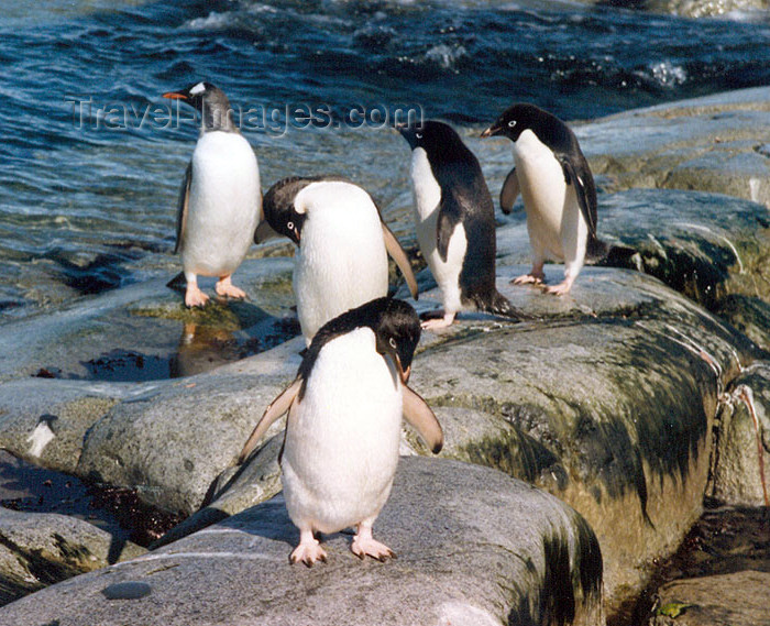 antarctica5: Petermann Island, Antarctica: Gentoo and Adelie penguins on the rocks - photo by G.Frysinger - (c) Travel-Images.com - Stock Photography agency - Image Bank