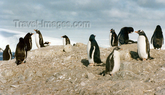 antarctica6: Trinity Island, Palmer Archipelago, Antarctica: penguins looking in all directions - photo by G.Frysinger - (c) Travel-Images.com - Stock Photography agency - Image Bank