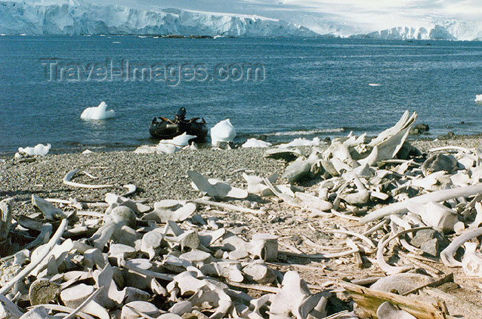 antarctica7: Trinity Island, Palmer Archipelago, Antarctica: whale bones left on the beach - photo by G.Frysinger - (c) Travel-Images.com - Stock Photography agency - Image Bank