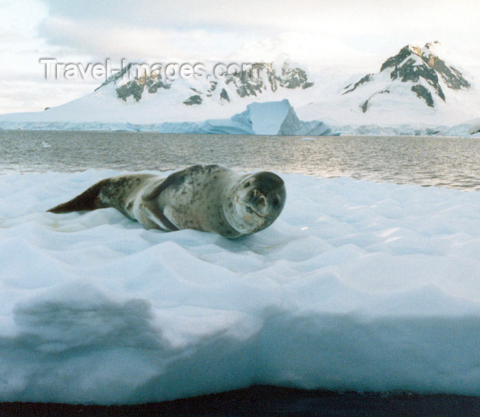 antarctica8: Petermann Island, Antarctica: leopard seal on the ice - photo by G.Frysinger - (c) Travel-Images.com - Stock Photography agency - Image Bank