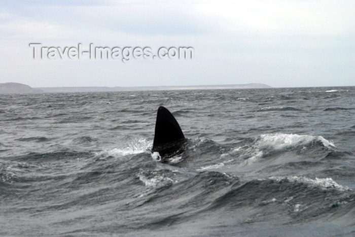 argentina121: Argentina - Patagonia - Puerto Madryn - Valdez Peninsula (Chubut): whale (photo by N.Cabana) - (c) Travel-Images.com - Stock Photography agency - Image Bank